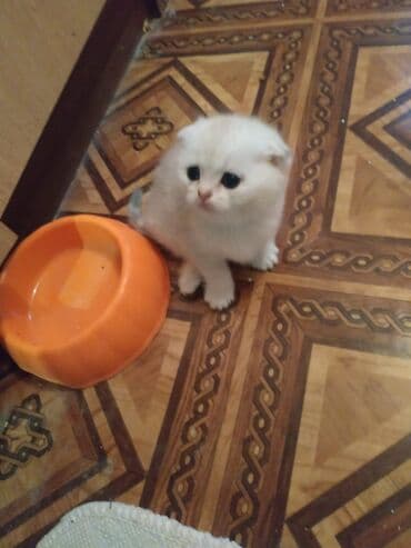 Quşlar: Şinşilla, Dişi — 4