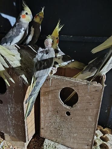Попугаи: Nimfa (cockatiel) papuqayları – müxtəlif rənglər Məhsul təsviri: - — 9