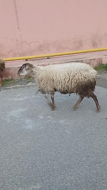 tap az qoyun quzu satisi: Salam. 16 ana bala 3 subay. kom sekilde satilir. etrafli z vuru — 9