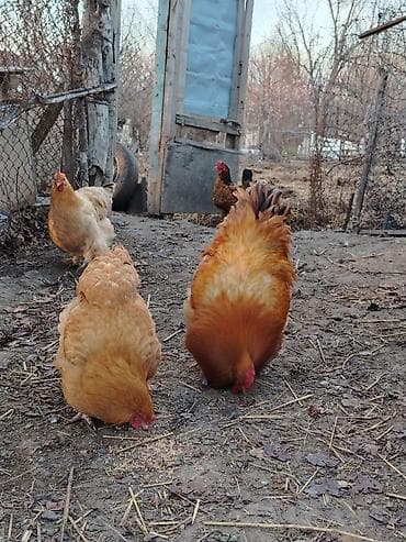 Quşlar: Bu dekorativ toyuqlar satılır tam sağlam toyulardı tez tez kürt — 6