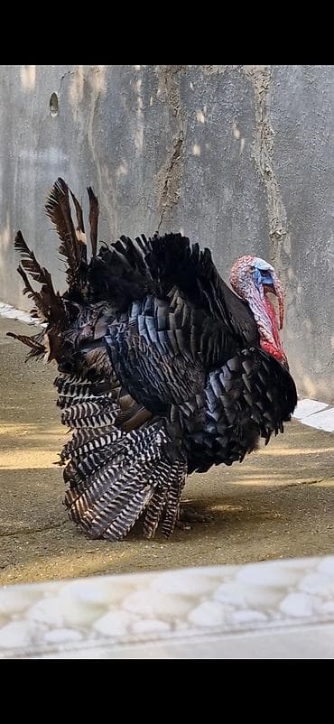Erkək, Damazlıq — 1