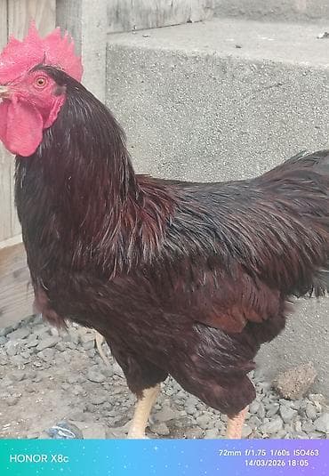 Куры: Tam orginal aktiv redayland xoruzu - Cins/Tip: Yerli ət‑yumurta — 5