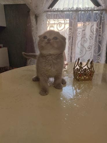 anqora pişik: Britan yastı qulaq — 8