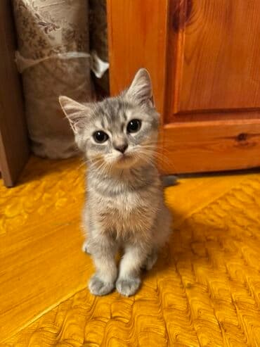 немецкий дог: Самец, В добрые руки, Платная доставка, Доставка в районы, Самовывоз — 4