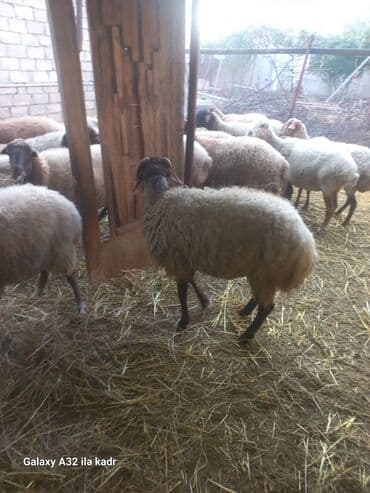 hinduşqa balası: Qoç satılır .buynuzlu qoç 650 manata beyləqan 1000 manat sonudu.qoyun — 8