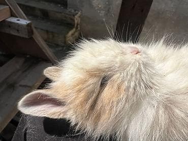 satlıq atlar: 1 aylıq çox şirin dovşan satılır 🐰✨ Tam sağlamdır, çox sakit və — 7