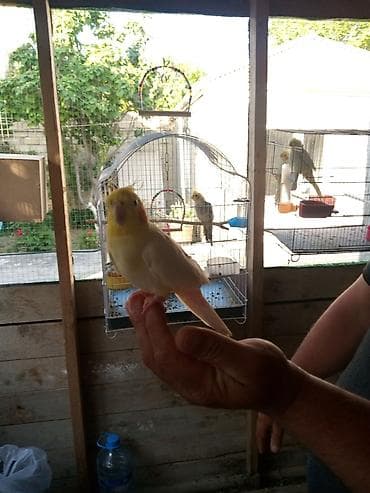 pitbull iti satilir: Qırmızi göz korella cüttü tam ruçnoy əl quşu Real alici zeng elesn — 7