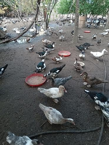 qaşqaldağ quşu: Muscovy ördəkləri (hind ördəyi) – çoxsaylı sürü Qiymətləri Ferqlidir — 3