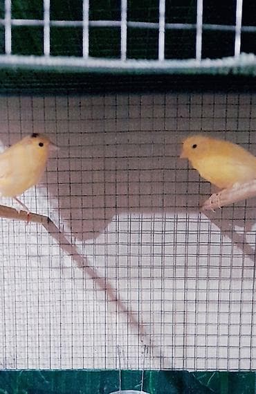 Heyvanlar üçün mallar: 3 aylıq tam saglam bülbülər .8 iz ədəd.Birinin qiyməti 35 manata — 1