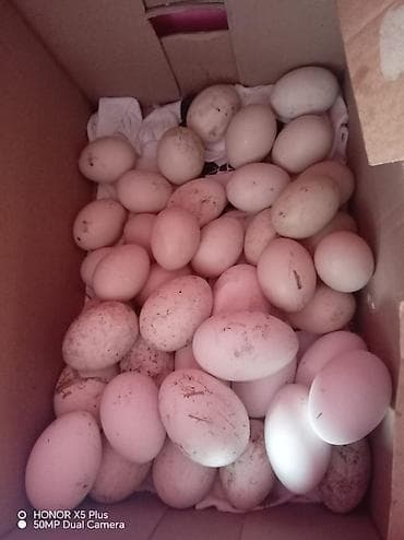 Təbii ev təsərrüfatından toplanmış yumurtalar - Növ: Qəndar/ördək və