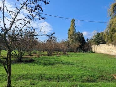 novxanıda həyət evləri: Kənd təsərrüfatı — 12