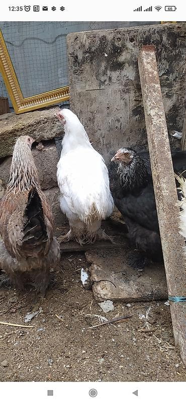 toy budel: Toyuq, Brama, Damazlıq — 1