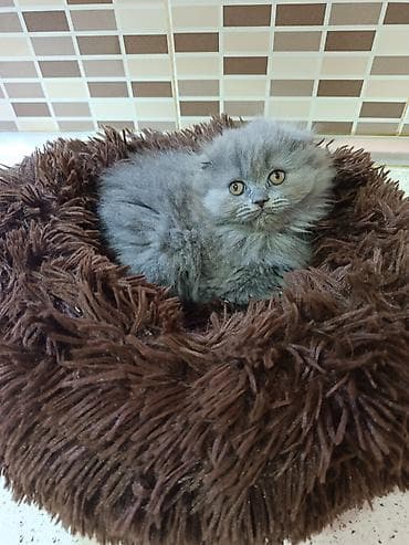 şotland pişik: Şotland — 4