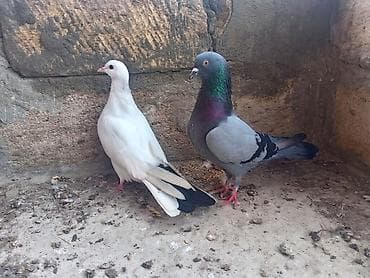 quş yuvası: Gorduyunuz heyvanlar satılır hazır cute dusubler qaraquyrug 2 gundu — 2