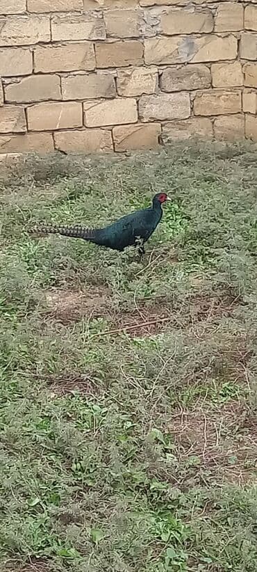 atla eşşəyin cütləşməsi: Zümrüd qırqovlu tək qaldığı ücün satram fərəsi qacıb bekar — 5