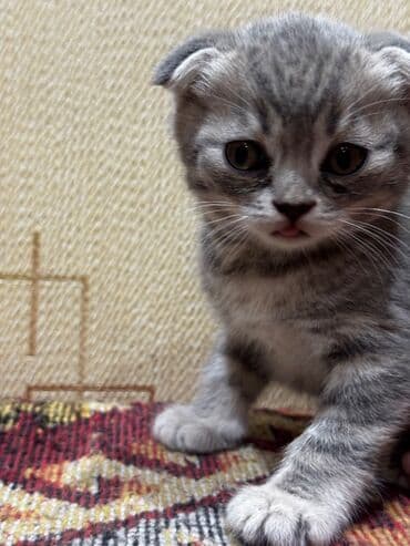 котята в баку бесплатно 2020: Шотландская, Самка — 6