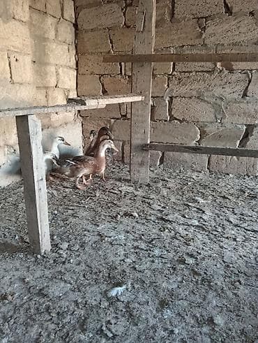 eşey satışı: Satılır: ördək balaları (xırdabuynuzlu təsərrüfat üçün) - Növ: ev — 1