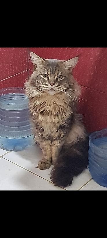 maine coon qiymeti: Meyn-kun, Erkək, Ünvandan götürmə — 2