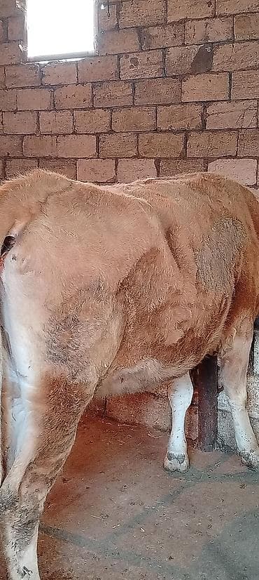 simental inekleri: Ətlik di 1 qarın doğub real alıcılar Narahat etsin — 2