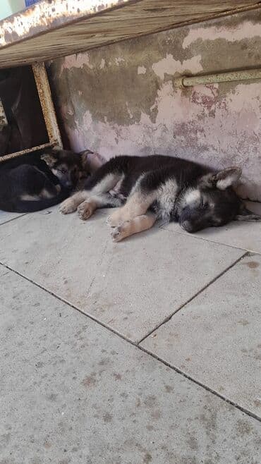 1 aylık doberman: Alman çoban iti, 3 ay — 1