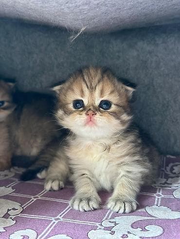 van pişik: Britan şinşilla tipli balaca pişik balaları - Cins: Britan şinşilla — 1