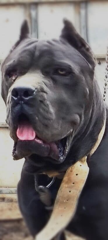 it adları qız: Kane-Korso, 1 ay, Dişi — 1