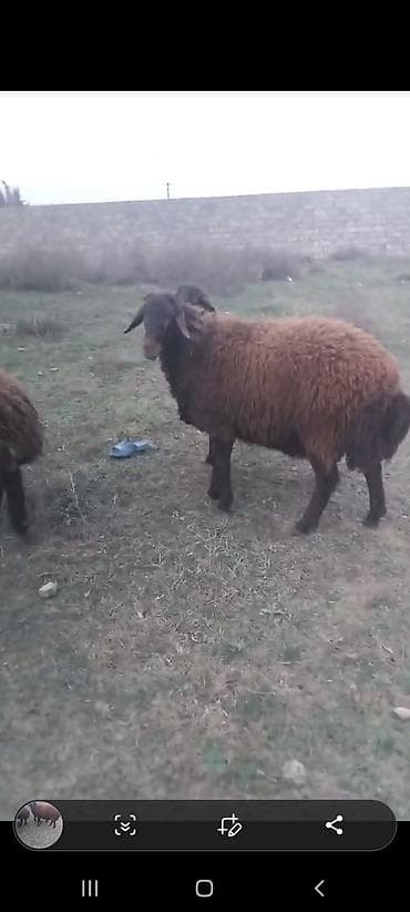 etlik cuce: Qoyun sürüsü – yerli ətlik/yunlu tip - Şəkillərdəki heyvanlar qəhvəyi — 2