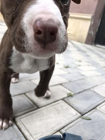 ucuz pisikler: Pitbul, 2 ay, Dişi, Peyvəndli, Rayonlara çatdırılma — 6