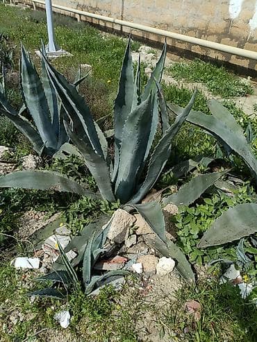 kalanxoye bitkisi: QİYMƏT RAZILAŞMA YOU İLƏ. Aqava americana (mavi aqava) – — 3