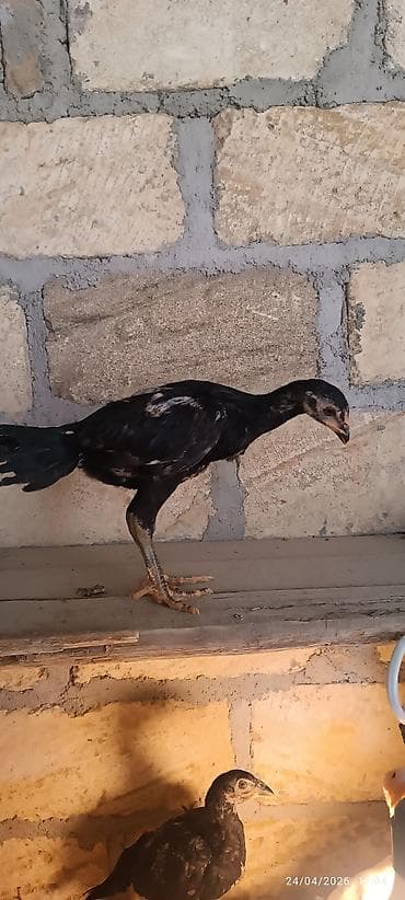 hind quslari: Toyuq cücələri, Damazlıq — 7