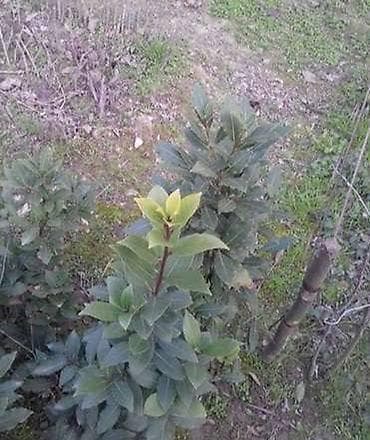 Dəfnə ağacları 50 ədəd yaxın var. 1 ədədi 3 manat