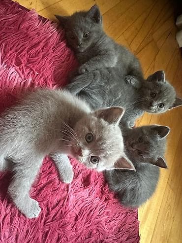 Boz rəngli şirin pişik balaları - Rəng: bərabər tünd-boz və açıq-boz