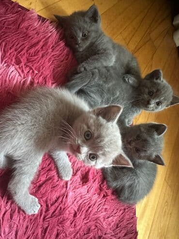 Heyvanlar üçün mallar: Erkək, Dişi, Yaxşı əllərə, Ünvandan götürmə, Pulsuz çatdırılma, Ödənişli çatdırılma — 6