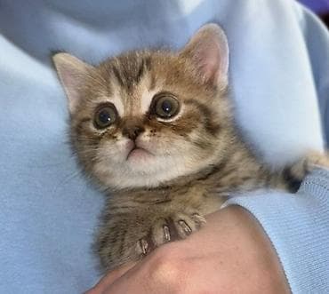 tap az at: Britan — 10