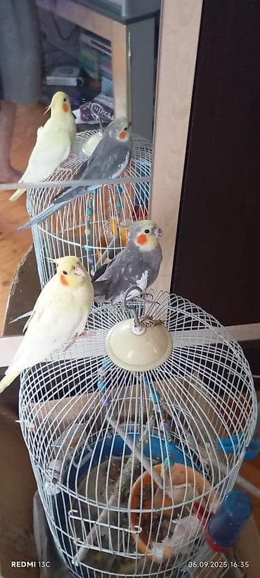 kaliforniya bıldırcını: Her şey qarişiq satilir tecili — 3