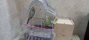 Heyvanlar: Nimfa tutuquşuları (cüt) - Növ: Nimfa (Cockatiel), daraqlı başlı — 5