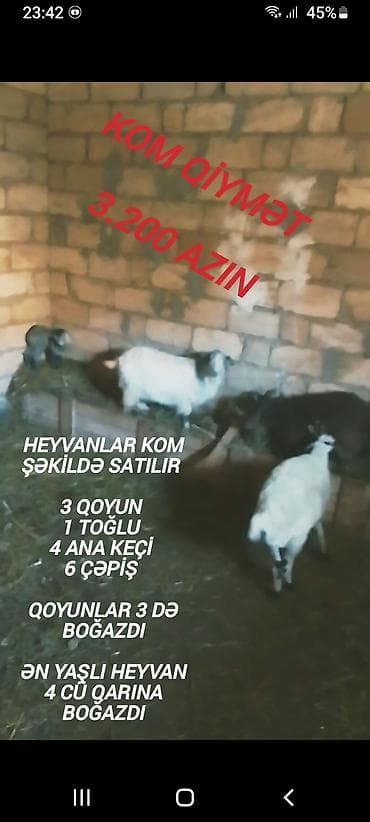 Козы, козлята: Qiymət sondu aşağı salınmayacaq fikiei cidi şəxslər zəng etsin — 7