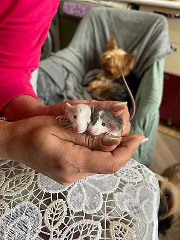 Digər heyvanlar: Декоративные крысята, дата рождения: 22.01.2026, мальчики и девочки — 1