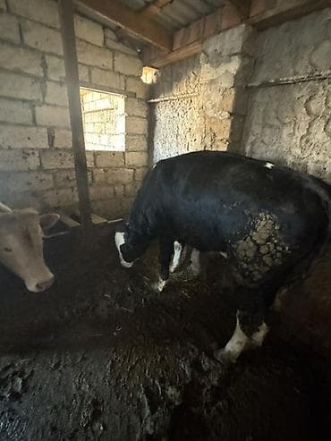 heyvan yemleri: Satışa iri buynuzlu heyvanlar - Cins: qarışıq ətlik (fotoşəkillərdə — 1