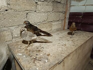 gence toyuq cuce: Damazlıq — 1