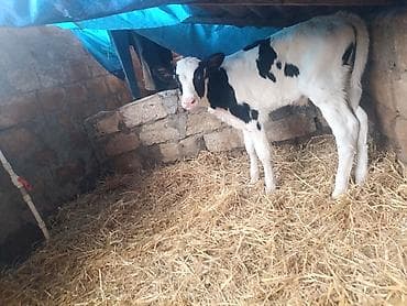 kok dana: Salam 3 bas buzovdu 2 si erker 1 ri disi hamsi sort ineklerin — 7