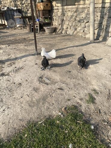 Heyvanlar üçün mallar: ÜNVAN ŞEKİ 3çü bir yerde o qiymete Barterde var fere toyuqla Məhsul — 5