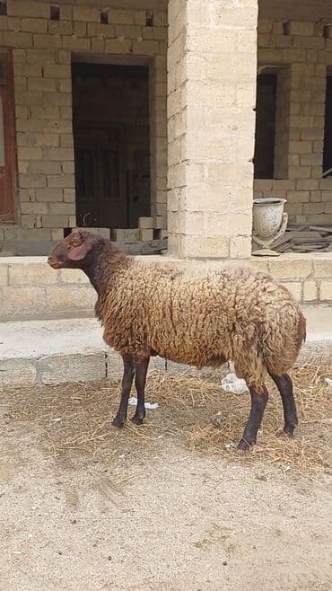 it etibarli ellere verilir: Erkək, il: 1, Damazlıq, Ünvandan götürmə — 3