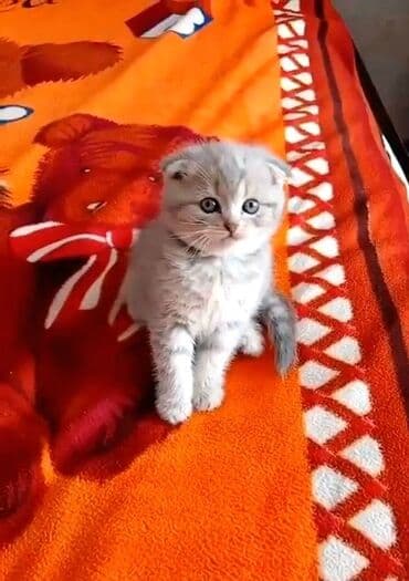 pişik latoku: Şotland, Erkək, Ünvandan götürmə, Ödənişli çatdırılma — 1