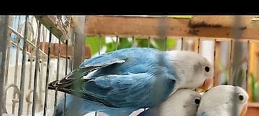 bulbul satışı: Salam Fişer bala satılır 15 gün olar analarından ayırmışam sərbəst — 2