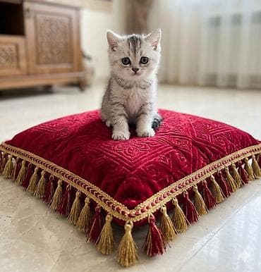 Şinşilla, Dişi, Yaxşı əllərə, Ünvandan götürmə