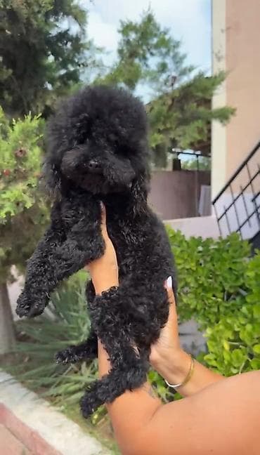 Pudel, 1 il, Sənədli, Ödənişli çatdırılma