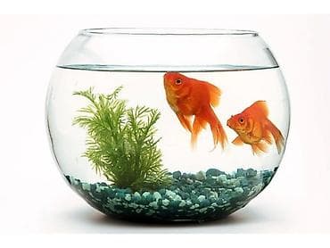 akvar: Akvarium İstənilən növdə, ölçüdə yumru akvariumlar, terrariumlar — 1