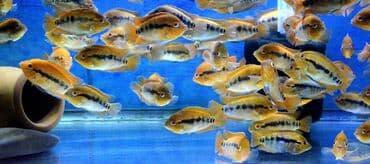 продажа аквариумных рыбок: Цихлид — 8