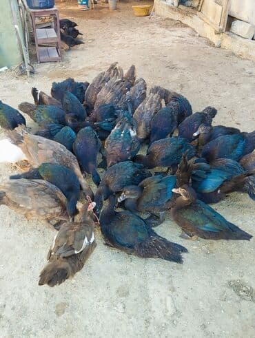 ördək balası və cücə: Zumrudu ordek balalar satilir.qiymet cutune ayidi bu yayin balalaridi — 5